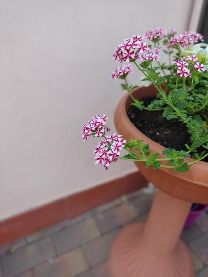 Villetta Gina A San Giuseppe - Lido Di Pomposa Buitenkant foto